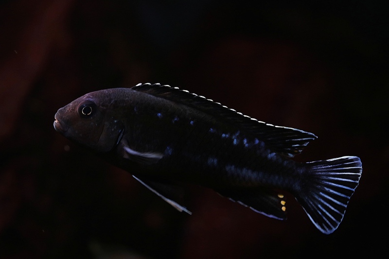 Pseudotropheus perileucos 'Likoma Island'